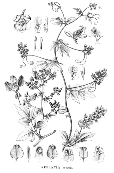 Bitki çizimi. Eski illüstrasyon