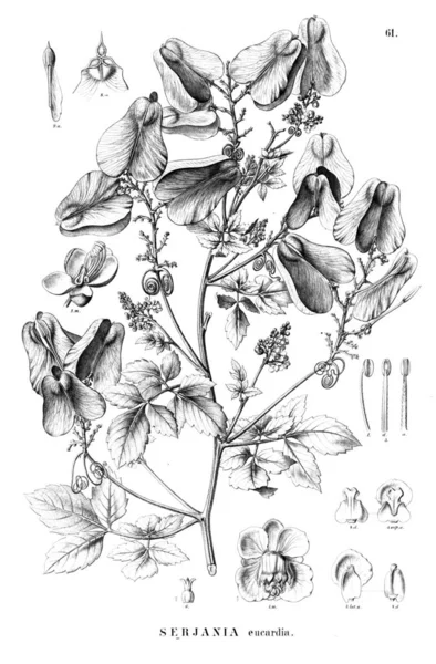 Bitki çizimi. Eski illüstrasyon