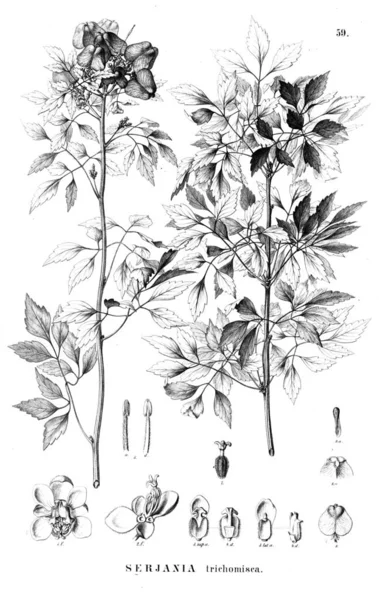 Bitki çizimi. Eski illüstrasyon