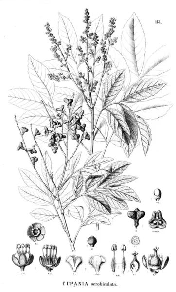 Ábra Növény Régi Illusztráció — Stock Fotó