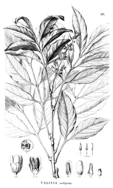 Ilustración Planta Antigua Ilustración — Foto de Stock