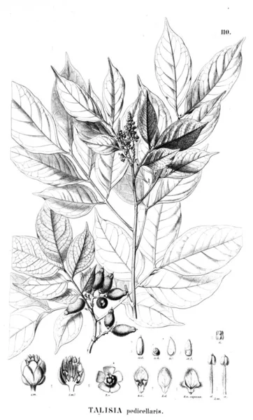 Bitki çizimi. Eski illüstrasyon