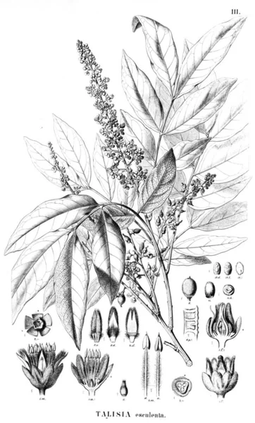 Bitki çizimi. Eski illüstrasyon