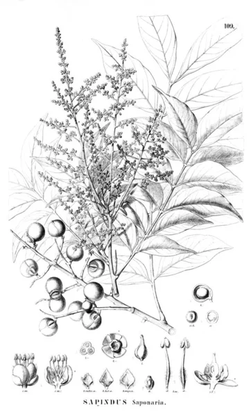 Illustration Plant Old Illustration — Stock Photo, Image