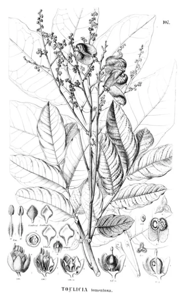 Illustration Der Pflanze Alte Abbildung — Stockfoto