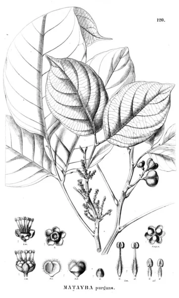 Illustration Plant Old Illustration — Stock Photo, Image