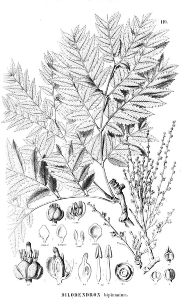 Illustration Plant Old Illustration — Stock Photo, Image