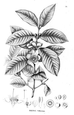 Bitki çizimi. Eski illüstrasyon