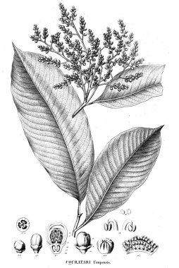 Bitki çizimi. Eski illüstrasyon