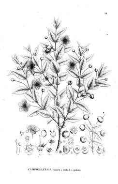 Bitki çizimi. Eski illüstrasyon