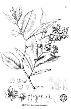 Bitki çizimi. Eski illüstrasyon