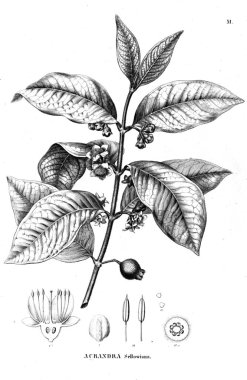 Bitki çizimi. Eski illüstrasyon