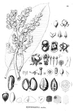 Bitki çizimi. Eski illüstrasyon