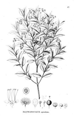 Bitki çizimi. Eski illüstrasyon