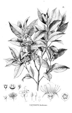 Bitki çizimi. Eski illüstrasyon