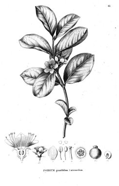 Bitki çizimi. Eski illüstrasyon