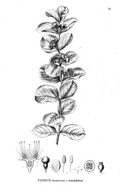 Bitki çizimi. Eski illüstrasyon