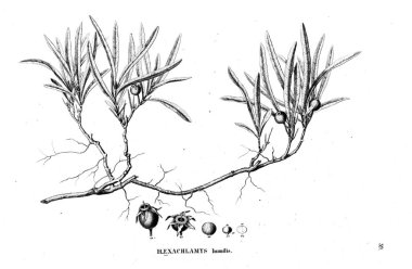 Bitki çizimi. Eski illüstrasyon