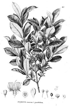 Bitki çizimi. Eski illüstrasyon