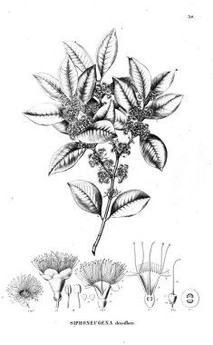 Bitki çizimi. Eski illüstrasyon