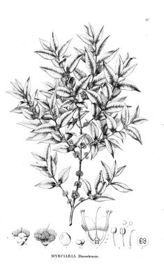 Bitki çizimi. Eski illüstrasyon