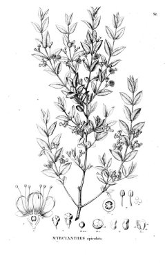 Bitki çizimi. Eski illüstrasyon