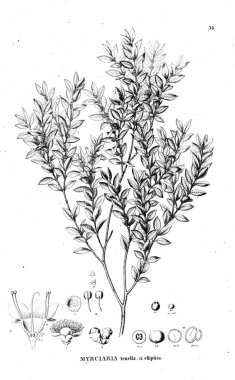 Bitki çizimi. Eski illüstrasyon