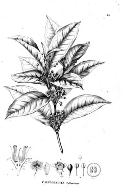 Bitki çizimi. Eski illüstrasyon