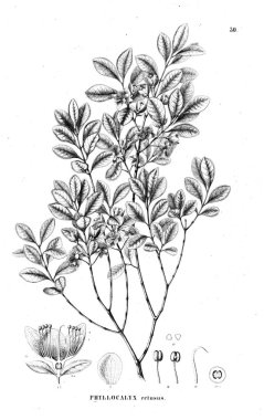 Bitki çizimi. Eski illüstrasyon