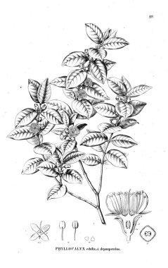 Bitki çizimi. Eski illüstrasyon