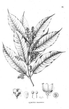 Bitki çizimi. Eski illüstrasyon