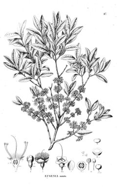 Bitki çizimi. Eski illüstrasyon