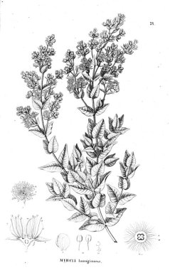 Bitki çizimi. Eski illüstrasyon