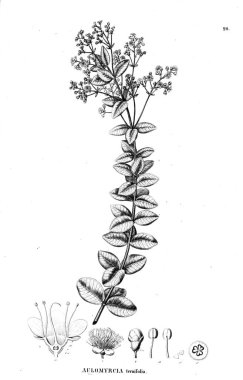 Bitki çizimi. Eski illüstrasyon