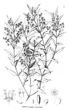 Bitki çizimi. Eski illüstrasyon