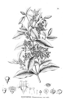 Bitki çizimi. Eski illüstrasyon