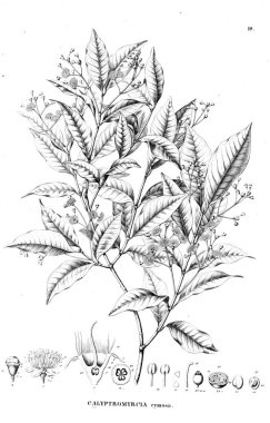 Bitki çizimi. Eski illüstrasyon