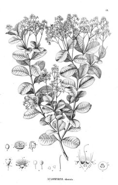 Bitki çizimi. Eski illüstrasyon