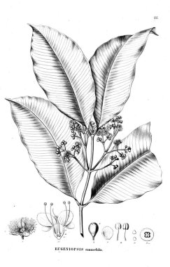 Bitki çizimi. Eski illüstrasyon