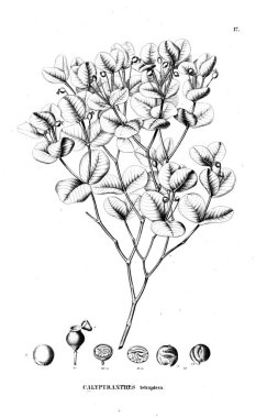 Bitki çizimi. Eski illüstrasyon