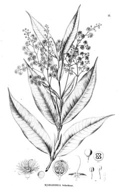 Bitki çizimi. Eski illüstrasyon