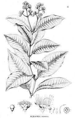 Bitki çizimi. Eski illüstrasyon