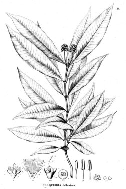 Bitki çizimi. Eski illüstrasyon