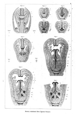 Bitki çizimi. Eski illüstrasyon