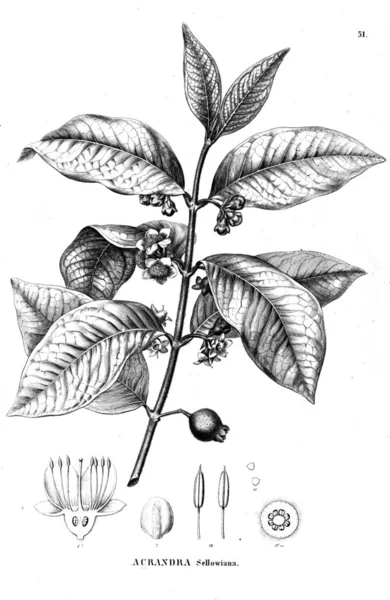 Bitki Çizimi Eski Illüstrasyon — Stok fotoğraf