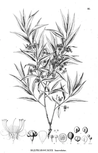 Bitki çizimi. Eski illüstrasyon