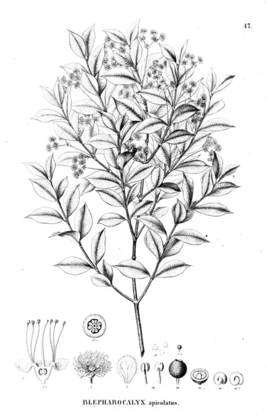 Bitki çizimi. Eski illüstrasyon