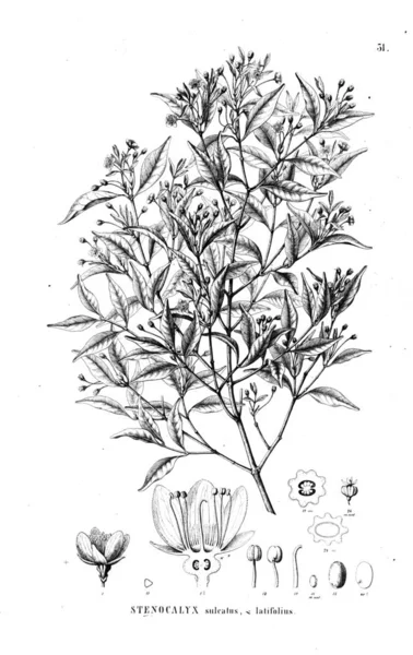 Bitki çizimi. Eski illüstrasyon