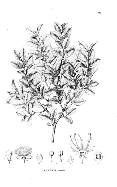 Bitki çizimi. Eski illüstrasyon