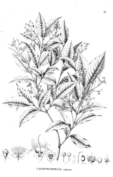 Bitki çizimi. Eski illüstrasyon